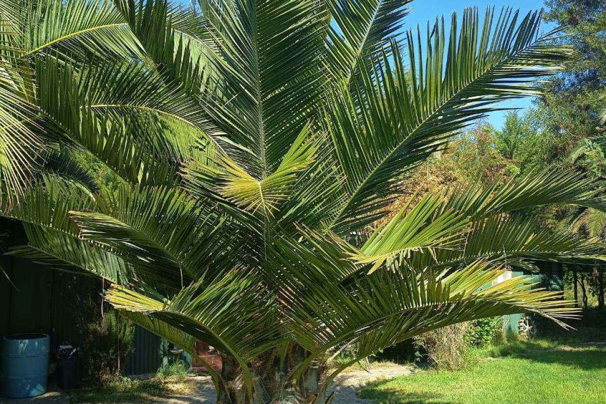 Parcela en Curacaví - Ideal para eventos, reuniones  al aire libre - foto 5